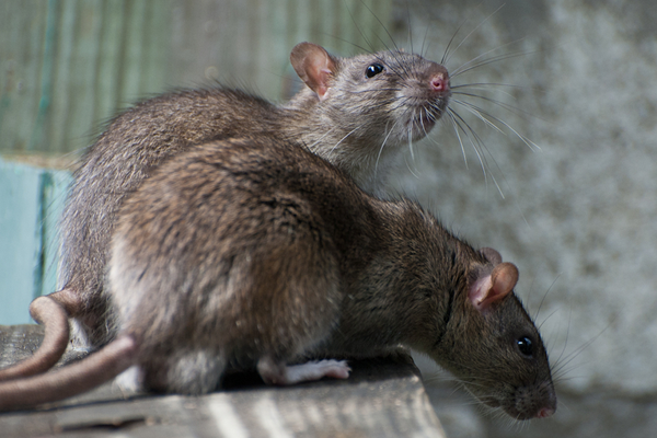 RATOS