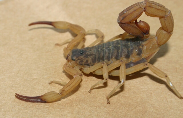ESCORPIÕES