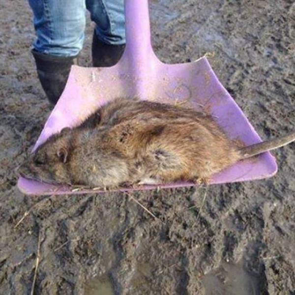 Ratos